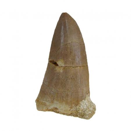 mosasaur tooth