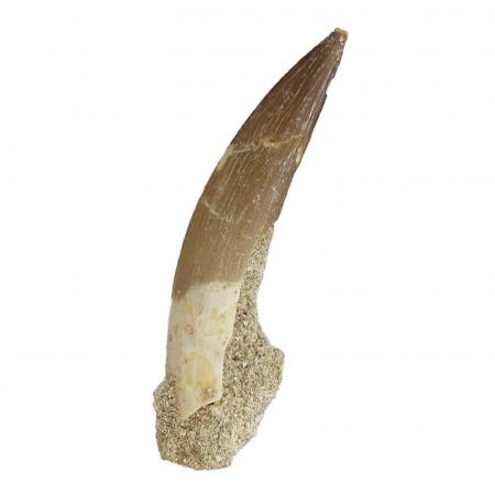 Plesiosaursus Tooth