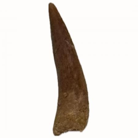 Pterosaur Tooth J Siroccopteryx moroccensis