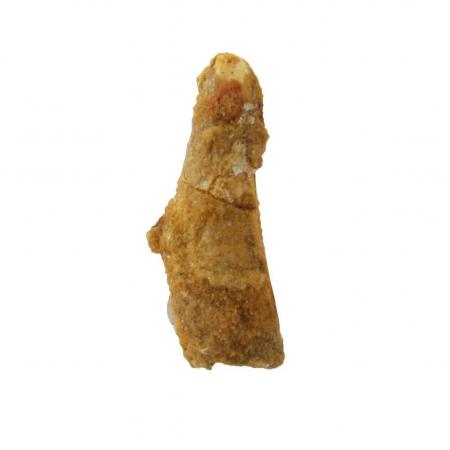 Pterosaur Tooth C Siroccopteryx moroccensis