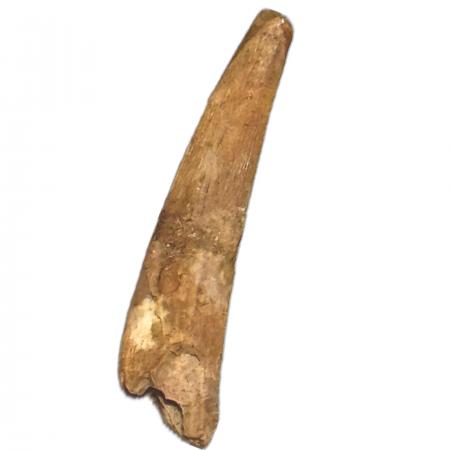 Large Pterosaur Tooth Not Described A