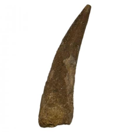 Large Pterosaur Tooth Not Described C