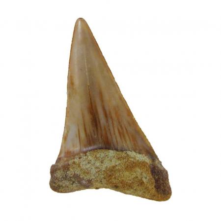 fossil shark tooth, Mako