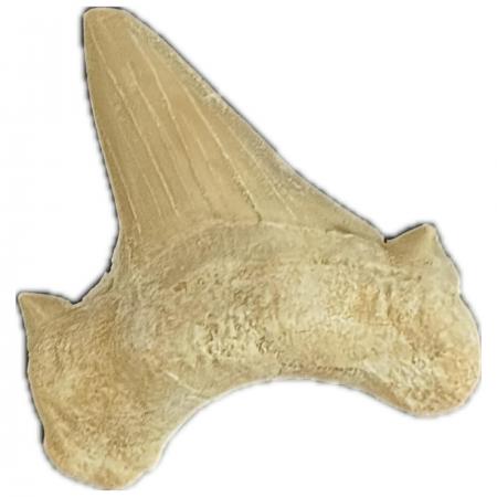 Otodus obliquus, Fossil Shark tooth M