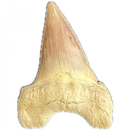 Otodus obliquus, Fossil Shark tooth O
