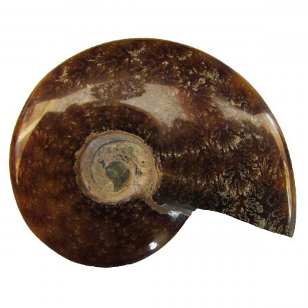 Ammonite Polished 6-8 cm N