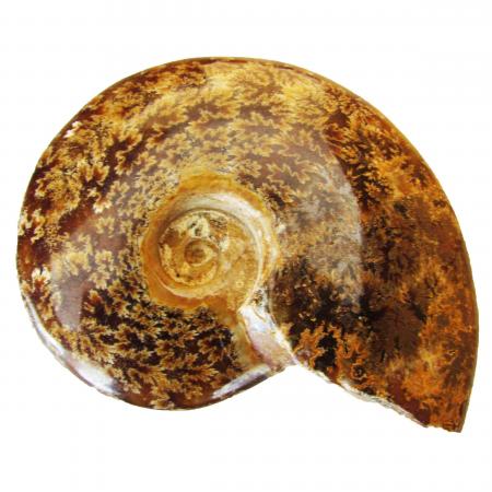 Ammonite Polished 6-8 cm O