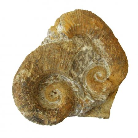 Ancyloceras Heteromorph Ammonite #11