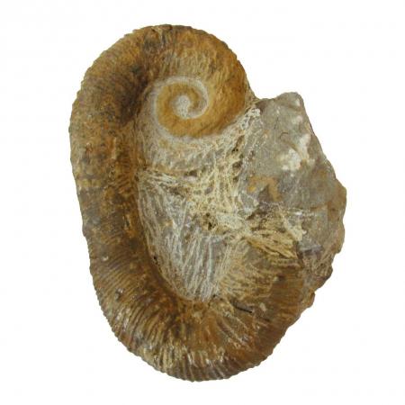 Ancyloceras Heteromorph Ammonite Morocco