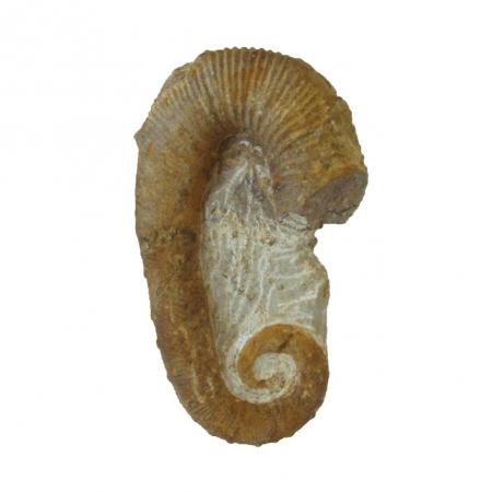 Ancyloceras Heteromorph Ammonite Morocco