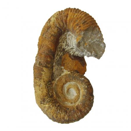 Ancyloceras Heteromorph Ammonite