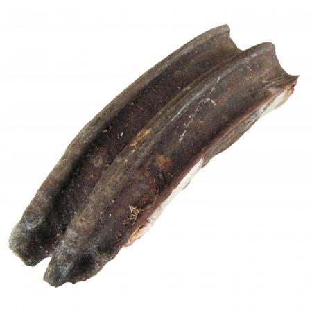 Fossil Horse Tooth