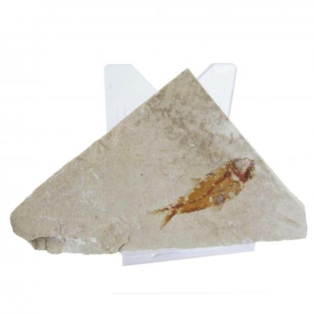 Hakel Fish Fossil #1 with stand