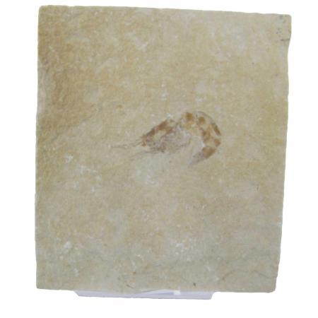 Shrimp Fossil 6 with stand