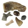 Fossil Collection 6 specimens Set 4