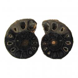 Ammonite Split Pair 3-4cm
