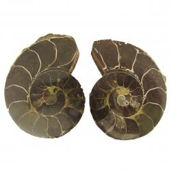 Ammonite Split Pair 6-7cm C