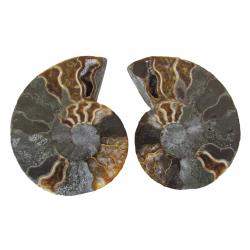 Ammonite Split Pair 6-7cm M
