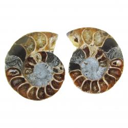 Ammonite Split Pair 6-7cm N