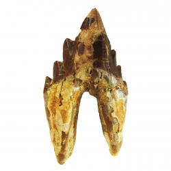 Basilosaurus Tooth 14 for sale