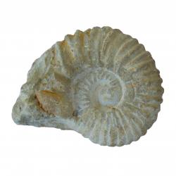 Ammonite 2 inch Agadir