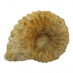 Ammonite 3 inch Agadir, Morocco