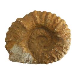 Ammonite 5 inch Agadir, Morocco
