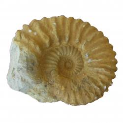 Ammonite 6 inch Agadir