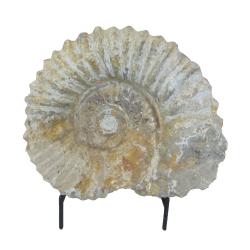 Ammonite 9 inch Agadir, Morocco