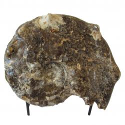 Mammites nodosoides Ammonite 5 inch, Morocco