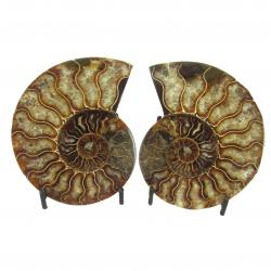 Ammonite Split Pair Over 10 cm