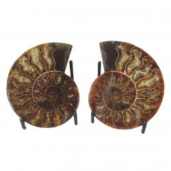 Madagascar Ammonites Split Pairs over 10 CM