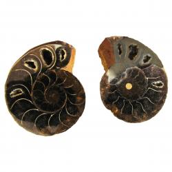 Ammonite Split Pair 3-4 cm N