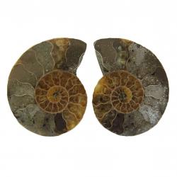 Ammonite Split Pair 4-5 cm