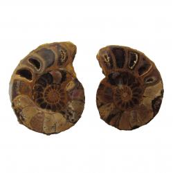 Ammonite Split Pair 4-5 cm W