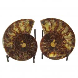 Ammonite Split Pair 10 cm