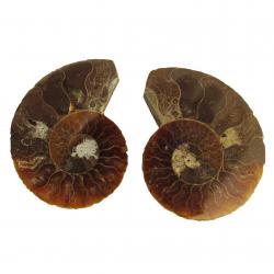 Ammonite Split Pair 5-6 cm I