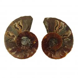 Ammonite Split Pair 5-6 cm