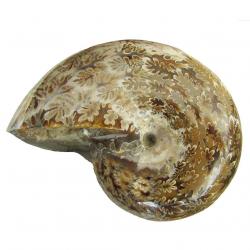Ammonite Polished 4 inch B
