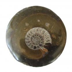 Polished Ammonite Fossil Disk