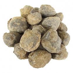 Wholesale Atrypha Brachiopods Classroom Pack of 20