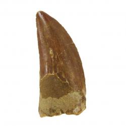 Carcharodontosaurus Tooth K