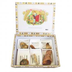 The Cigar Box Fossil Collection 6pc