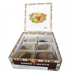 The Cigar Box Fossil Collection 6pc