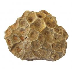 Fossil coral, Actinocyathus 04