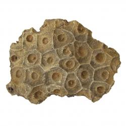 Fossil coral, Actinocyathus