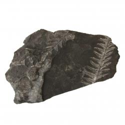 This fern fossil #01 is Aliethopteris serlii.