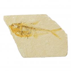 Diplomysyus Fish Fossil