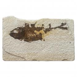 Knightia Fish Fossil with Stand From the Green River Formation