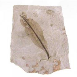 Leaf Fossil-Thouinia eocenica-Eocene